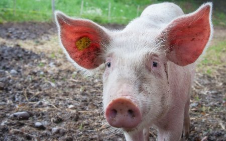 Three-Month-Old Baby Dies in Tragic Animal Attack in Amolatar