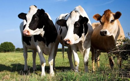 Gov’t to Vaccinate 46.3 Million Livestock Against FMD