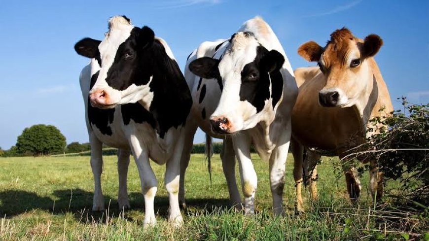 Gov’t to Vaccinate 46.3 Million Livestock Against FMD