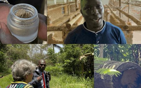 Lango Farmer Harvests 150,000 UGX Per Gram of Bee Venom With Help From Dutch Expert