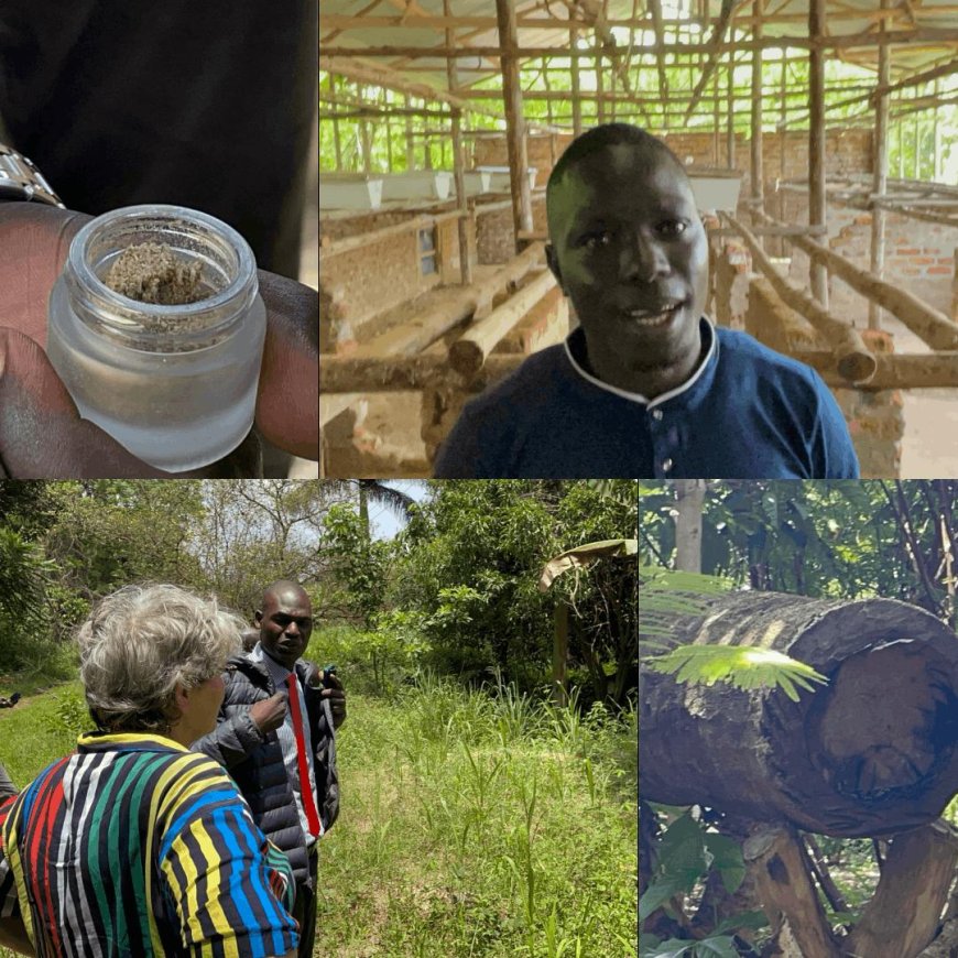 Lango Farmer Harvests 150,000 UGX Per Gram of Bee Venom With Help From Dutch Expert